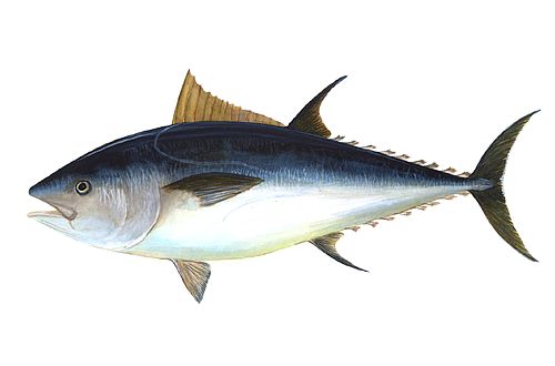 Atlantic bluefin tuna